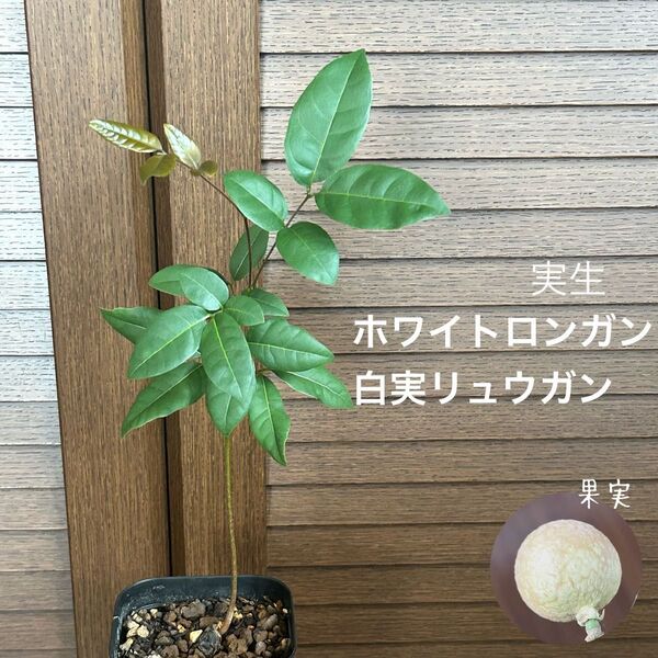 523〓希少ホワイトロンガン 白実 リュウガン 実生 生育良好苗 中大チビ苗 現品 熱帯果樹
