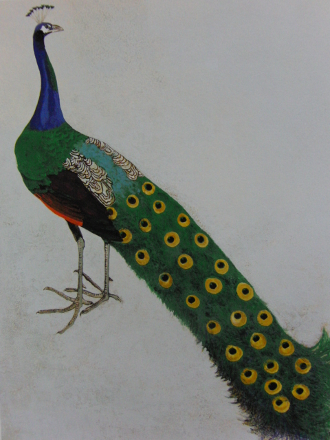 Daiji Hamada, 【Pfau】, Aus einem seltenen gerahmten Kunstbuch, Ganz neu mit Rahmen, Guter Zustand, Porto inklusive, sca, Malerei, Ölgemälde, Tierzeichnung