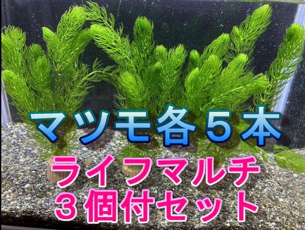 無農薬マツモ各5本 ライフマルチ3個付きセット