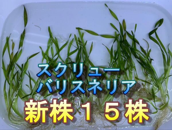 無農薬スクリューバリスネリア新株15株