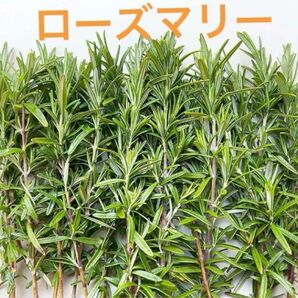 ローズマリー枝 15本 挿し木 香りハーブ 挿し芽 クラフト ハーブ料理 ハーブティー 無農薬栽培