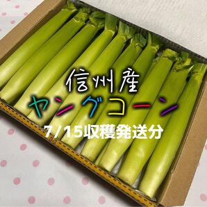 信州産 ヤングコーン・ベビーコーン