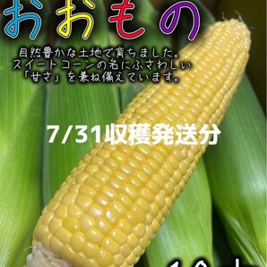 ⑥信州産 とうもろこし おおもの【10本】