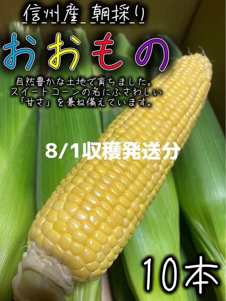 ⑦信州産 とうもろこし おおもの【10本】
