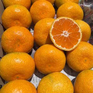 愛媛県産 家庭用 ハウスみかん 宅急便コンパクト便 果物 柑橘
