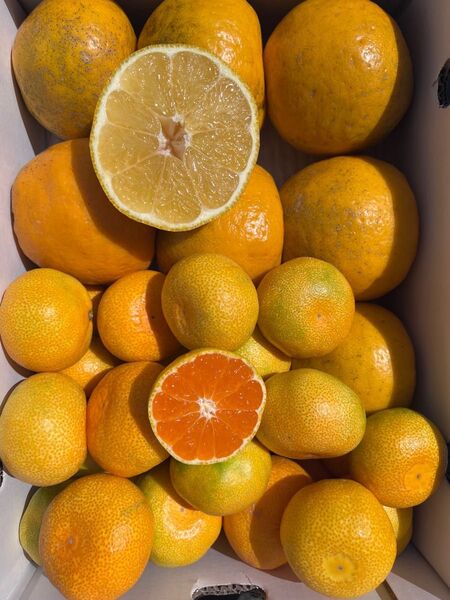愛媛県産 みかん 家庭用 紅 河内晩柑 ハウスみかん 各2kg 計4kg ミカン