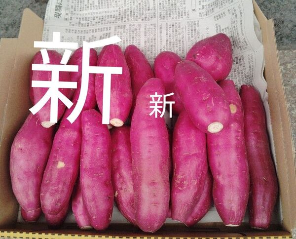 宮崎さつまいもホクホクタイプ約1、6kg 15個前後