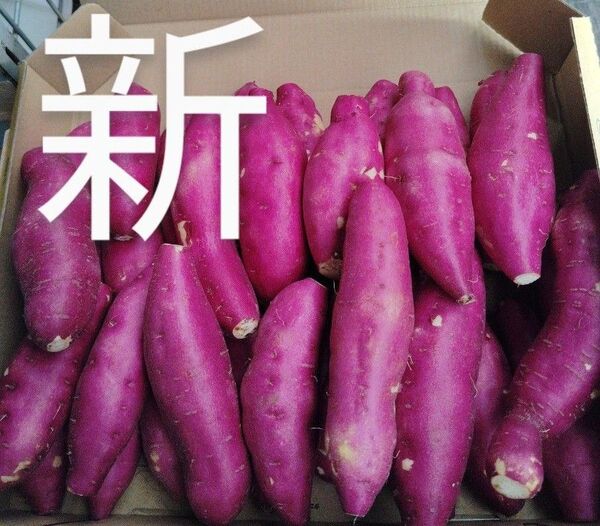 これおいも宮崎紅)新さつまいも箱コミ1,6kg(3s)30個前後これお芋です。