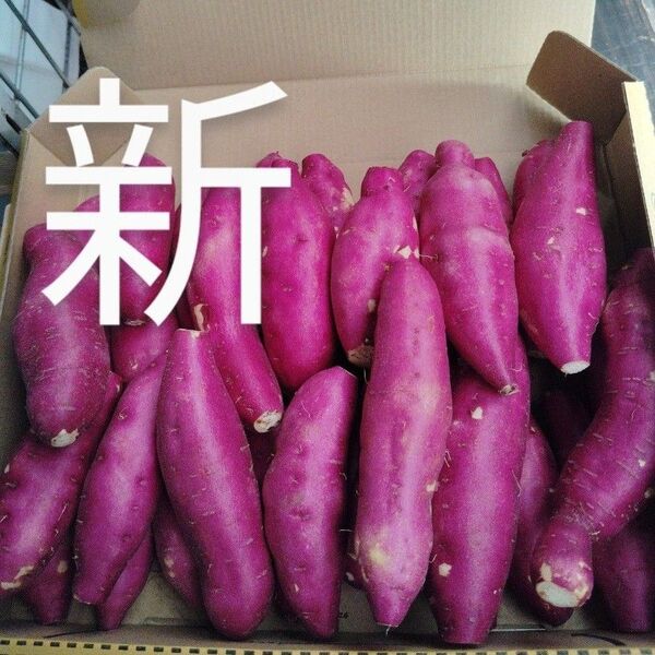 これおいも宮崎紅)新さつまいも箱コミ1,6kg(3s)30個前後これお芋です。