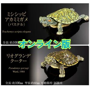 いきもの大図鑑 アドバンス カメ02 2種セット