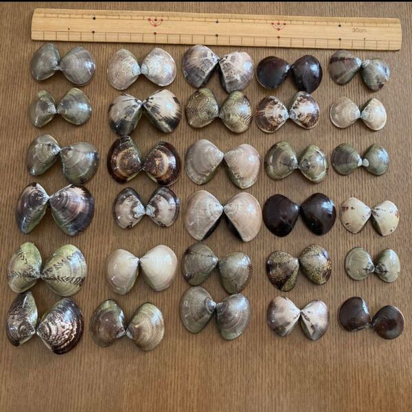 ハマグリ 貝殻 ハンドメイド 夏休み工作に
