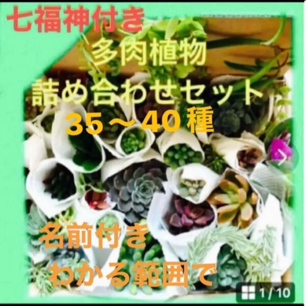 多肉植物詰め合わせ カット苗 35種類 七福神 ラブリーローズ プラス韓国苗 多肉植物おまけetc