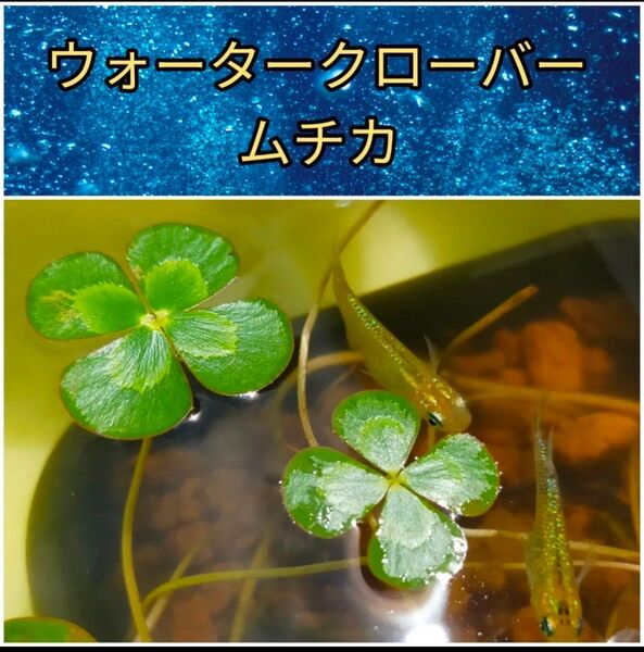 ウォータークローバー ムチカ 15本 無農薬