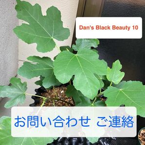 いちじく お問い合わせ・ご連絡用途出品