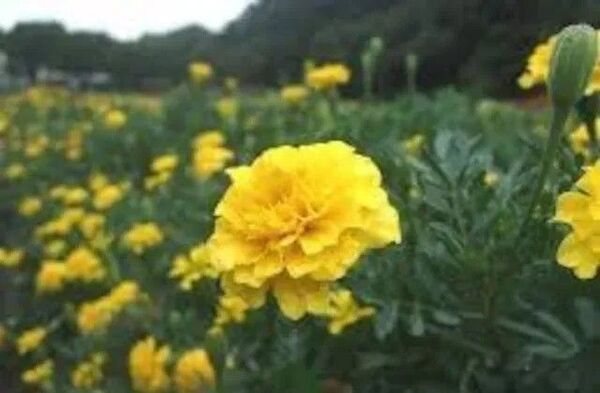 天然マリーゴールドの花種500粒+選べる粗品をプレゼント致します\(^o^)/
