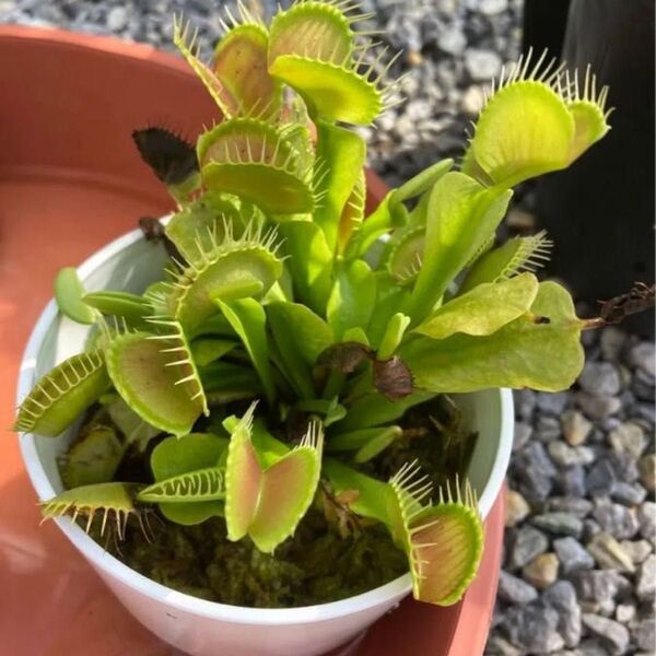 ハエトリソウの種子