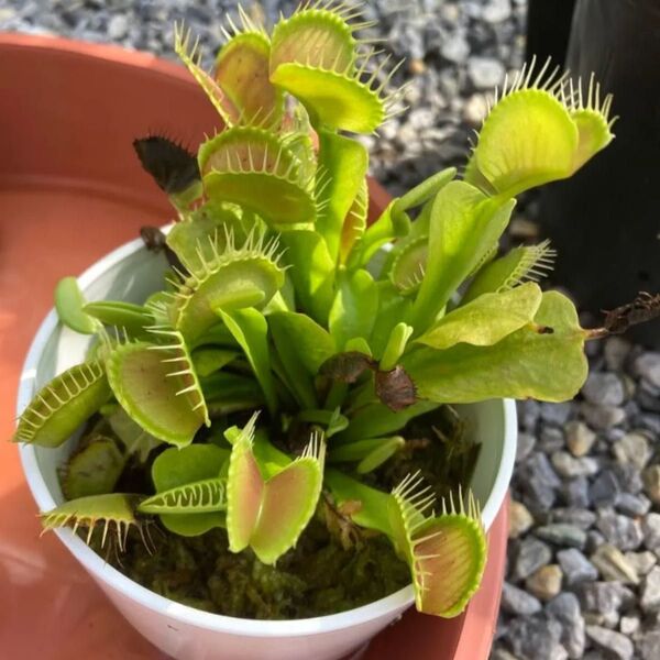 食虫植物ハエトリソウの種子