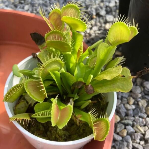 食虫植物ハエトリソウの種子