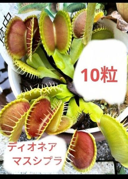 ハエトリソウ 種子 10粒 ハエトリグサ種 ディオネア マスシプラ種 食虫植物