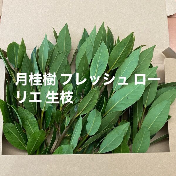 月桂樹 フレッシュ ローリエ 生枝