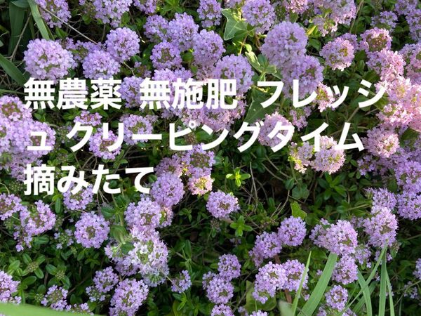 無農薬 無施肥 フレッシュ クリーピングタイム 摘みたて