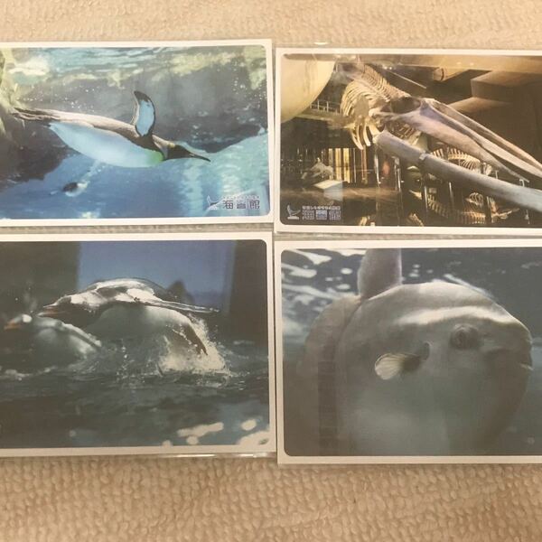 水族館　ポストカード　4枚セット
