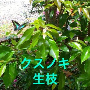 クスノキ★楠木 楠 生枝 葉 無農薬 アオスジアゲハ用 餌 6苗 アゲハ幼虫の餌