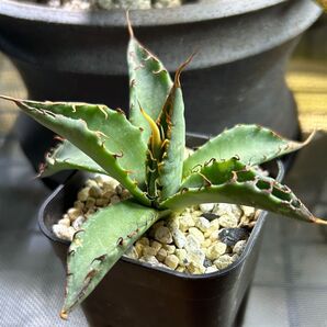 アガベ ハイブリッド エボリスピナ × チタノタBB agave eborispina × titanota BB