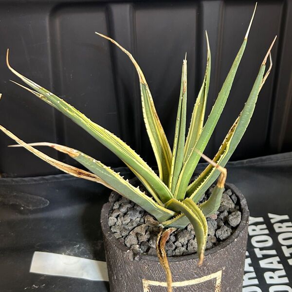【超希少】 アガベ ユタエンシス sp 錦 大株 斑入り 覆輪 (検) エボリスピナ ネバデンシス agave
