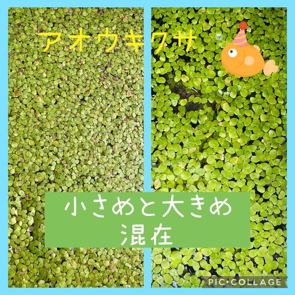 ②アオウキクサ