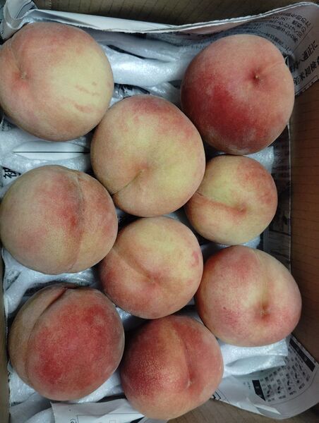信州産白桃 箱込み約2kg 硬め 小玉中心 訳あり品
