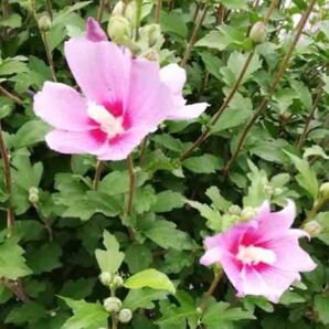 むくげ*挿し木カット苗20本〜