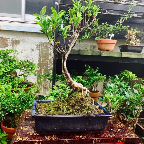 小葉 ガジュマル 抱き石 苔付き 沖縄 盆栽