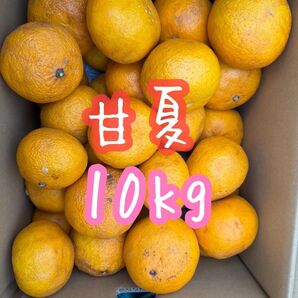 訳あり!甘夏9.7~10キロ(箱込み) 家庭用 送料無料◎