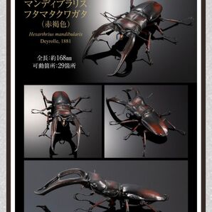 いきもの大図鑑アドバンス マンディブラリスフタマタクワガタ 赤褐色
