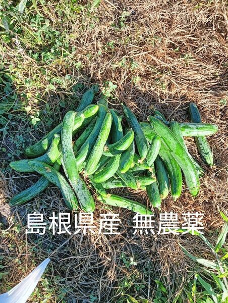 きゅうり10本
