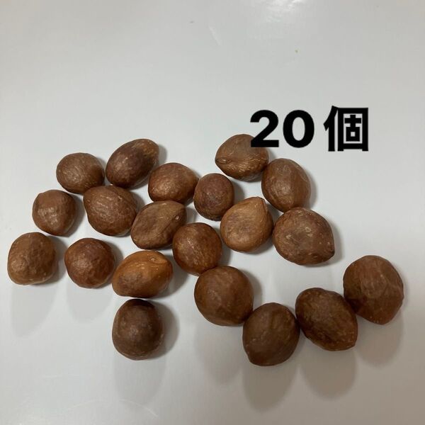 びわの種 農薬不使用 20粒