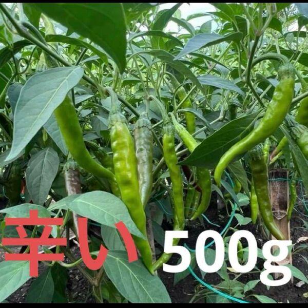 辛い青唐辛子 無農薬500g