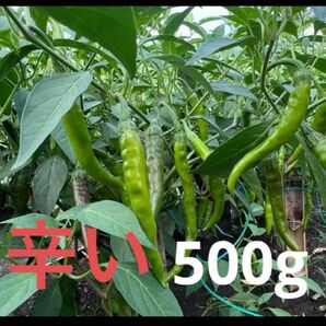 辛い青唐辛子 無農薬500g