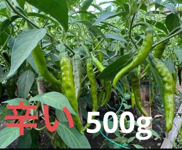 辛い青唐辛子 無農薬500g