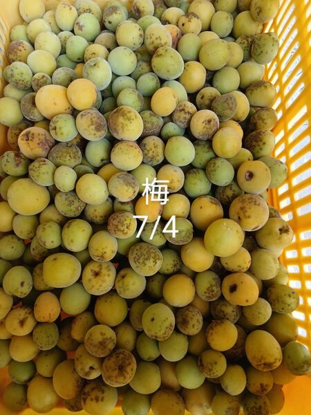 超訳有り、ウメ、黄色、黒色、完熟、匂い有り、傷みかけ、10こ、