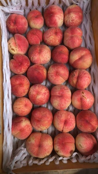 226.早勝ち福島産 朝採り完熟桃箱込み15kg訳あり家庭用甘くて美味しい桃常温便玉数お任せ