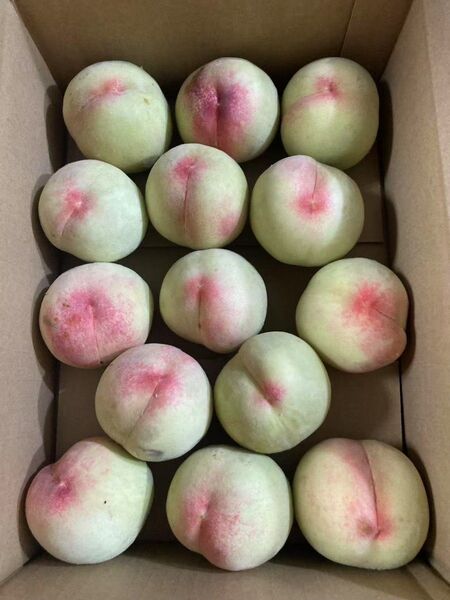 47.福島県産若桃硬い桃カリカリ桃家庭用加工用箱込み3kg11~15玉入り常温発送玉数お任せ