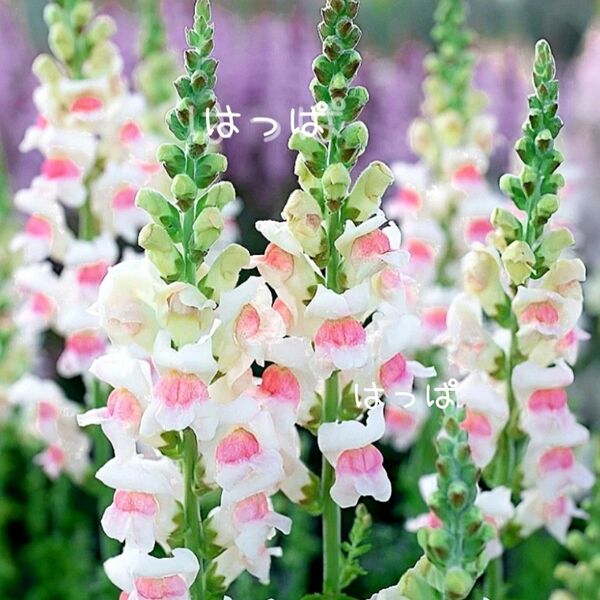 花の種 可愛いバイカラー 金魚草 アップルブロッサム 20粒
