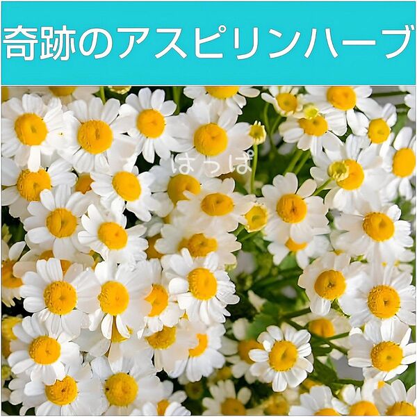 ハーブの種 フィーバーヒュー約50粒 多年草