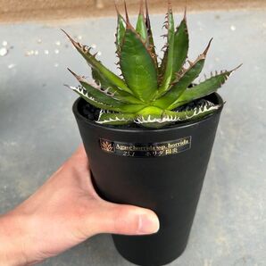 アガベ Agave ホリダ 陽炎
