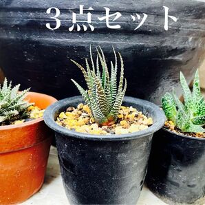 多肉3点セット ディスコイングシー 十二の巻 墨鉾 ガステリア墨鉾 レア多肉 Gasteria maculata 週末SALE