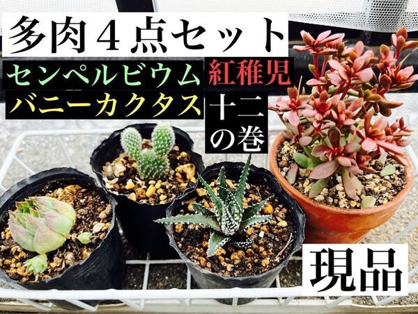 多肉4点セット 紅稚児 バニーカクタス 十二の巻 アンジェリーク センペルビウム クラッスラ 硬葉系ハオルチア 柱サボテン 抜き苗