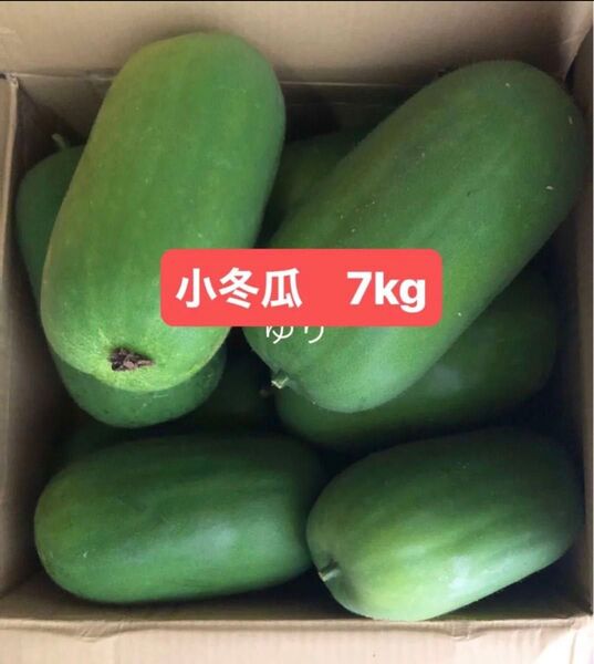 農薬無し栽培 香川県産 小冬瓜 7kg (箱を除いた野菜だけの重量)