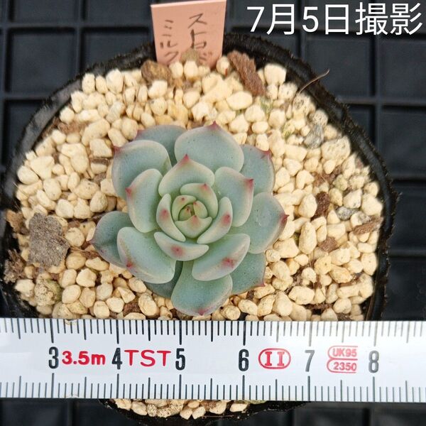 ミックスベリア ストロベリーミルククラウン(抜き苗)多肉植物